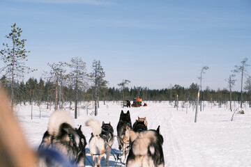 dog sledding close to the Russian border