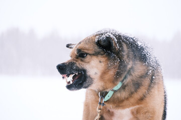 greenland dog