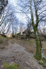 path between bare trees in the gorbea natural park in the basque country