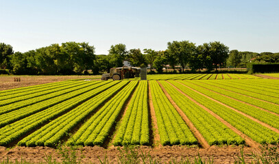 field of corn
