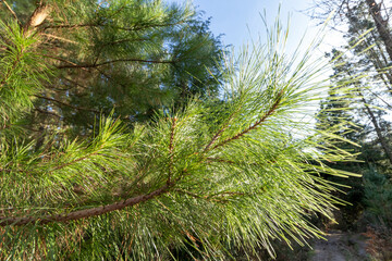 green pine leaves in nature