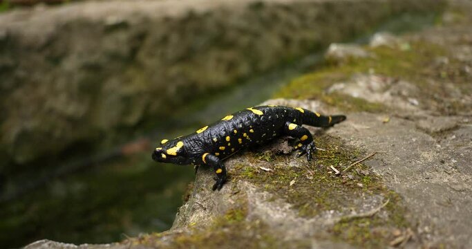 wildlife animals, poison, rare, wild salamander, animals, isolated, warning, wet, skin, toxic, natural, yellow, black, landscape, water, outdoor, species, fauna, animal, forest, salamander, salamandra