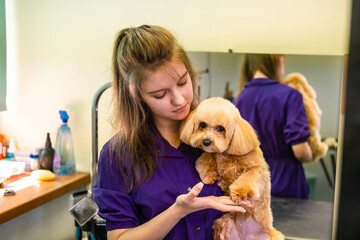 A young beautiful veterinarian girl holds a small Maltipa dog in her arms in a clinic for the treatment of animals