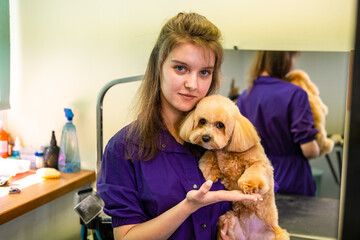 A young beautiful hairdresser girl holds a small Maltese dog in her arms in a grooming salon for animals