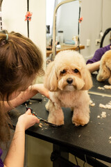 A young beautiful hairdresser girl in a blue uniform gives a haircut to a cute little dog of the Maltipoo breed in the salon. Grooming. Small business