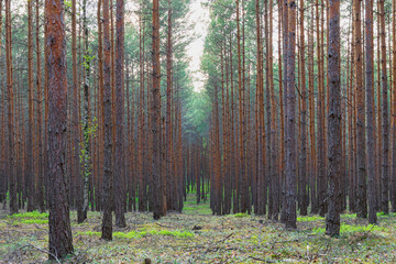 A beautiful horizontal view in the middle of a pine forest in early spring