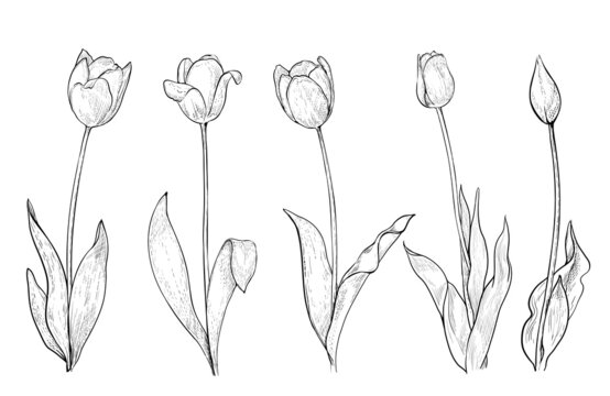 Set of tulips drawing line art on white, vector illustration
