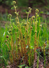 Spring vertical photo of a developing forest fern in sunlight
