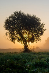 Obraz premium A lone tree in the fog during sunrise in a river valley.
