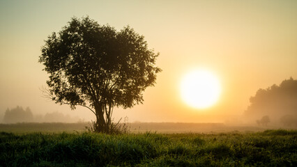 A lone tree in the fog during sunrise in a river valley.