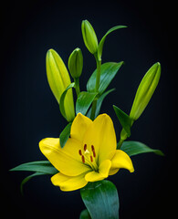 Fototapeta premium yellow lily on black background