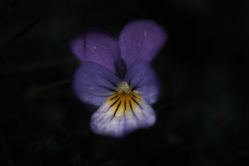 Viola tricolor