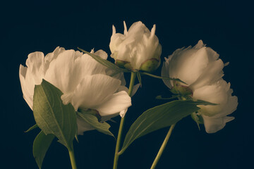 white peonies on a black background, three flowers, studio shot.