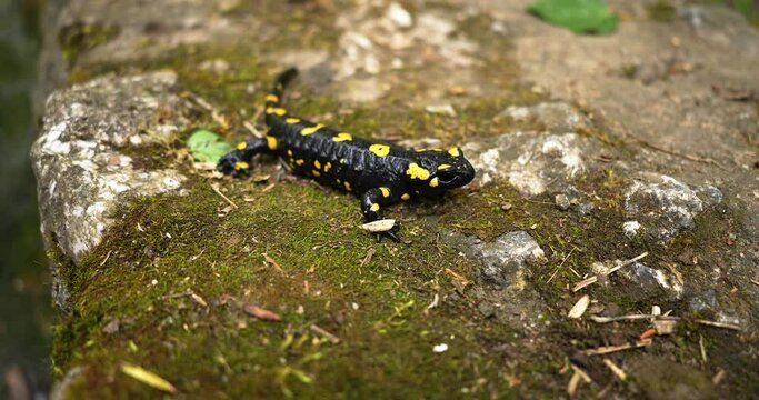 wildlife animals, poison, rare, wild salamander, animals, isolated, warning, wet, skin, toxic, natural, yellow, black, landscape, water, outdoor, species, fauna, animal, forest, salamander, salamandra