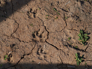 A drought that relates to climate change and result in shortage of water.Land with dry and cracked ground.Global warming background - Image
