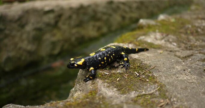 wildlife animals, poison, rare, wild salamander, animals, isolated, warning, wet, skin, toxic, natural, yellow, black, landscape, water, outdoor, species, fauna, animal, forest, salamander, salamandra
