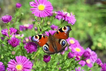 Peacock butterfly (Inachis io) on autumn asters flowers