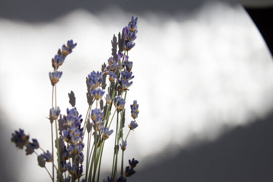 bunch of lavender flower into sun light with dark shadow 