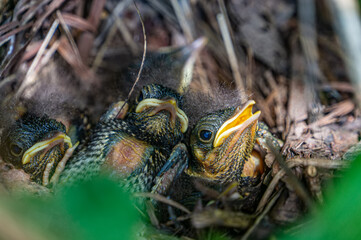 Yellow-mouthed warbler small chicks in the nest