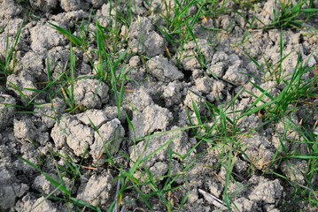 Clay soil field with lush green grass, above view