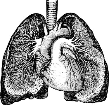 vintage heart & lungs with a transparent background