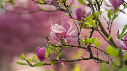 pink magnolia blossoms in spring. beautiful flowers on a branch in the morning light. pink background