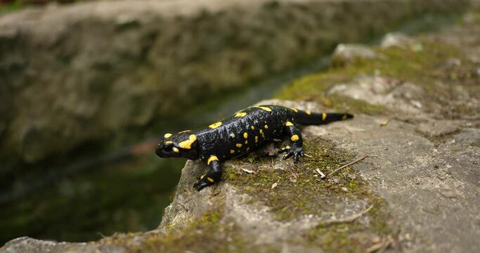 wildlife animals, poison, rare, wild salamander, animals, isolated, warning, wet, skin, toxic, natural, yellow, black, landscape, water, outdoor, species, fauna, animal, forest, salamander, salamandra