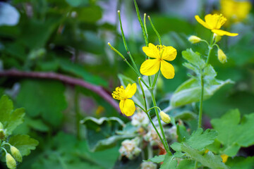 Wild yellow celandine flowers on a natural background