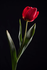 Fototapeta premium photos de fleurs
