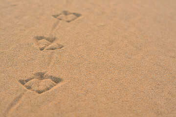 Fototapeta na wymiar Bird tracks on beach sand, closeup. Space for text
