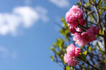 Closeup view of dwarf flowering almond with beautiful pink blossom outdoors on sunny spring day. Space for text