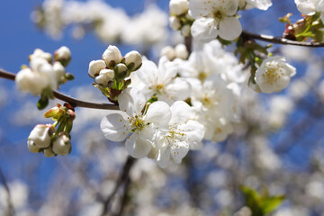 Fototapeta premium Closeup view of beautiful blossoming plum outdoors on sunny spring day