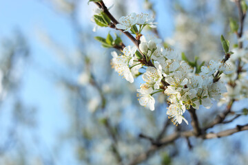Fototapeta premium Beautiful apricot tree branch with tender flowers against blue sky, closeup. Awesome spring blossoms
