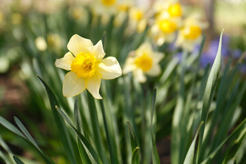 Beautiful yellow daffodil outdoors on spring day, closeup