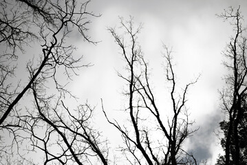 Blurred image of black tree crowns without leaves against a gloomy gray sky.