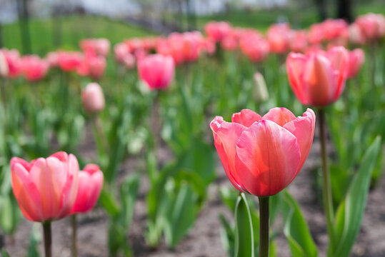 Blurred image of blooming tulips in spring park background.