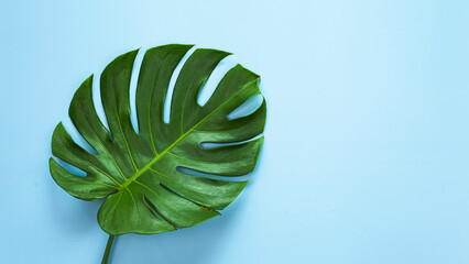 top view of tropical monstera leaf on blue color background. minimal summer concept, flat lay, copy space.