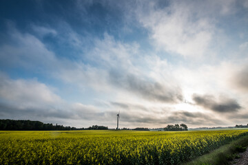 Fototapeta na wymiar rapeseed field and blue sky