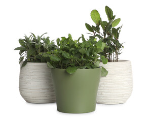 Pots with bay, sage and mint on white background