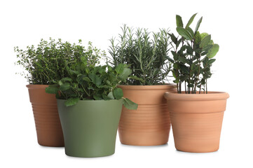 Pots with thyme, bay, mint and rosemary on white background