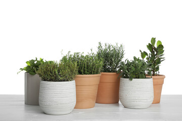 Pots with thyme, bay, sage, mint and rosemary on table against white background