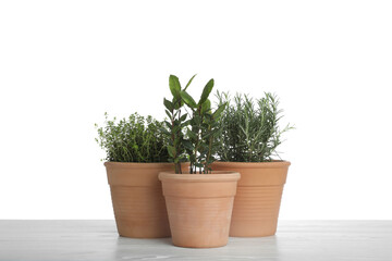 Pots with thyme, bay and rosemary on table against white background