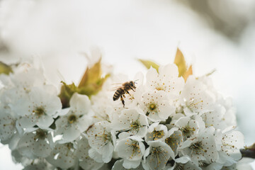 Close up view on the bee pollinating cherry blossoms. White cherrys flowers blossom on the spring. Spring life in garden. Hard work of nature.
