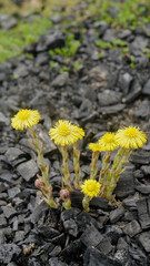 Blooming coltsfoot flowers in the ashes. Copy space. Selective focus