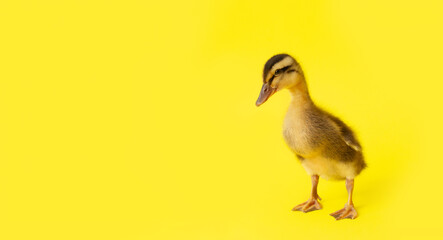 banner one small yellow variegated duckling on yellow background, selective focus, minimalism
