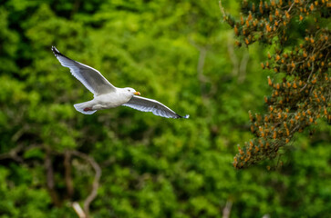 View of seagull flying against the green trees