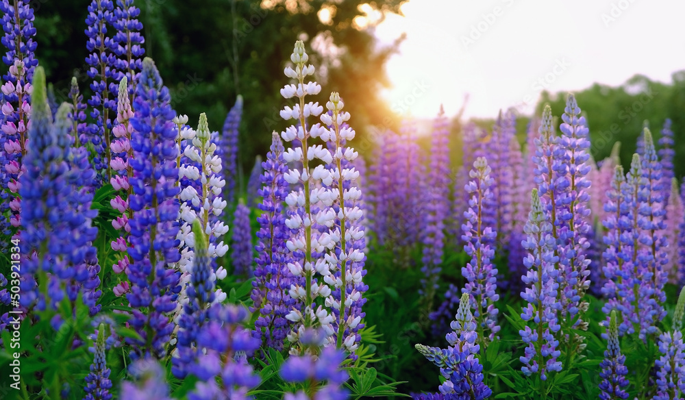 Wall mural purple-pink lupine flowers on sunny meadow, abstract natural green background. beautiful atmosphere 