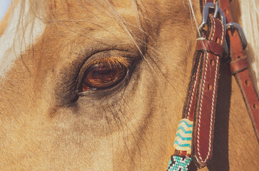 Close up portrait of a horse head. Decorative West bridle. Palomino Quarter horse