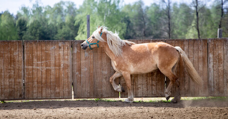 A beautiful horse with a flowing white mane in motion. Trot in the paddock against the fence