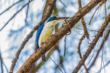 Collared Kingfisher eating earthworms  on the branches.